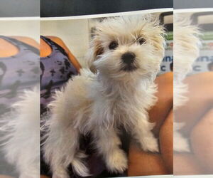 Maltese Dogs for adoption in Tracy, CA, USA