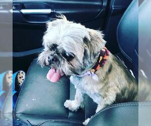 Shih Tzu Dogs for adoption in Zionsville, IN, USA