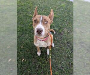 American Pit Bull Terrier-Unknown Mix Dogs for adoption in Redlands, CA, USA