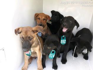 Medium Photo #4 German Shepherd Dog-Unknown Mix Puppy For Sale in Houston, TX, USA