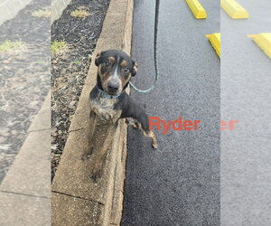 Mutt Dogs for adoption in Foristell, MO, USA