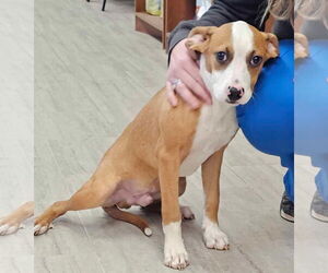 Boxer-Unknown Mix Dogs for adoption in Farmerville, LA, USA