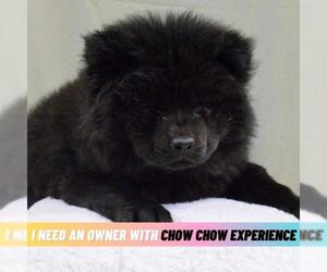 Chow Chow Dogs for adoption in Mundelein, IL, USA