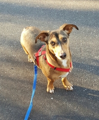 Dachshund-Unknown Mix Dogs for adoption in Morganton, NC, USA