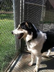 Alaskan Husky-Collie Mix Dogs for adoption in Windom, MN, USA