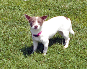 Jack Russell Terrier-Unknown Mix Dogs for adoption in Fletcher, NC, USA