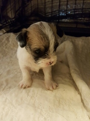 Medium Photo #1 Mutt Puppy For Sale in McKinney, TX, USA