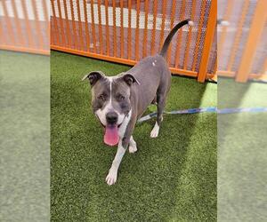 American Pit Bull Terrier-Unknown Mix Dogs for adoption in Las Vegas, NV, USA