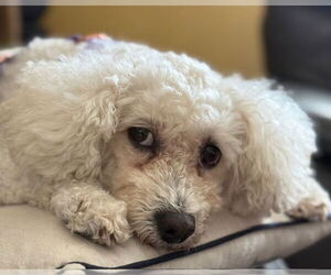 Mutt Dogs for adoption in oakland, FL, USA