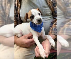 Boxer Dogs for adoption in Birmingham, AL, USA