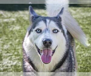 Siberian Husky Dogs for adoption in Pasadena, CA, USA