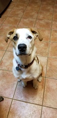 Boxador Dogs for adoption in Venus, TX, USA