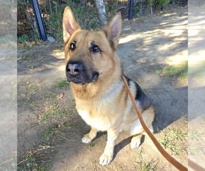 German Shepherd Dog Dogs for adoption in Long Beach, CA, USA
