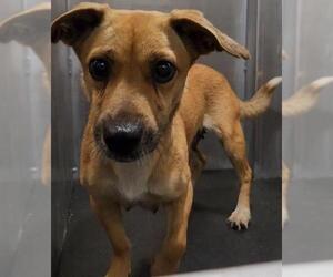 Mutt Dogs for adoption in San Antonio, TX, USA