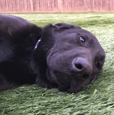 Labrador Retriever Dogs for adoption in Holden, MO, USA