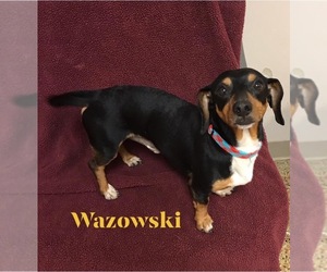 Dachshund Dogs for adoption in Metairie, LA, USA