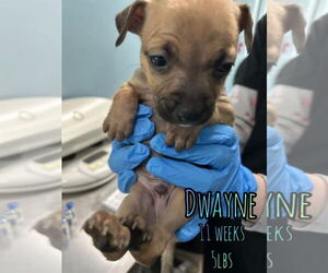 Mutt Dogs for adoption in Woodbury, NY, USA