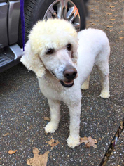 Poodle (Standard) Dogs for adoption in Little Rock, AR, USA