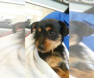 Dach-Griffon Dogs for adoption in Corona, CA, USA