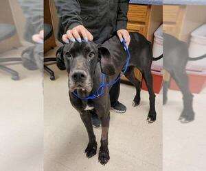 Great Dane Dogs for adoption in Valrico, FL, USA