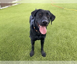 Labrador Retriever Dogs for adoption in Clovis, CA, USA