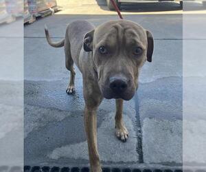Labrador Retriever-Unknown Mix Dogs for adoption in Stockton, CA, USA