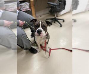American Pit Bull Terrier-Unknown Mix Dogs for adoption in Center Township, PA, USA