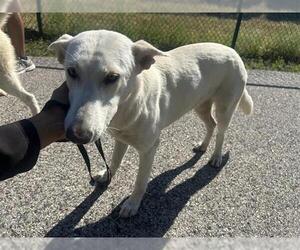 Labrador Retriever-Unknown Mix Dogs for adoption in Houston, TX, USA