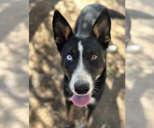 Siberian Husky-Unknown Mix Dogs for adoption in Santa Maria, CA, USA