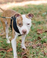 American Pit Bull Terrier Dogs for adoption in Raleigh, NC, USA