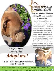 Boxer-Chinese Shar-Pei Mix Dogs for adoption in Oro Valley, AZ, USA