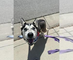 - Mix Dogs for adoption in Bakersfield, CA, USA