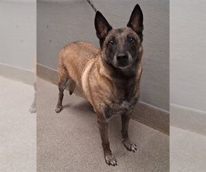 Mutt Dogs for adoption in Las Vegas, NV, USA