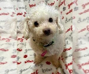 Maltese-Poodle (Toy) Mix Dogs for adoption in Buffalo, NY, USA