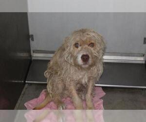 Labradoodle Dogs for adoption in Modesto, CA, USA