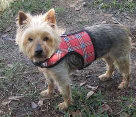Small Silky Terrier