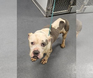 Mutt Dogs for adoption in Glen Allen, VA, USA