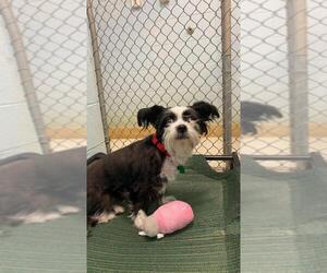 Shih Tzu Dogs for adoption in Chestertown, MD, USA