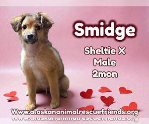 Mutt Dogs for adoption in Anchorage, AK, USA