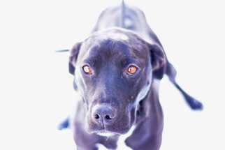 American Pit Bull Terrier-Labrador Retriever Mix Dogs for adoption in Dodson, MT, USA