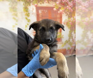 German Shepherd Dog Dogs for adoption in San Bernardino, CA, USA