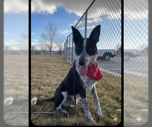 Border Collie-Texas Heeler Mix Dogs for adoption in Ogden, UT, USA