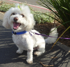 Medium Photo #1 Maltipoo Puppy For Sale in Los Angeles, CA, USA