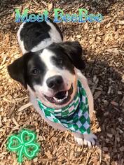 Borador Dogs for adoption in Poughkeepsie, GA, USA
