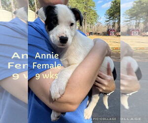 Pointer-Unknown Mix Dogs for adoption in FRAMINGHAM, MA, USA