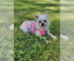 Mutt Dogs for adoption in St. Louis Park, MN, USA
