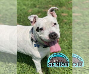 American Pit Bull Terrier-Unknown Mix Dogs for adoption in Virginia Beach, VA, USA