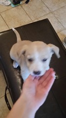 Small Labrador Retriever Mix