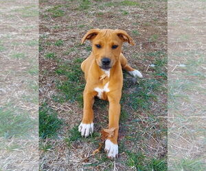 Labrador Retriever-Unknown Mix Dogs for adoption in Montello, WI, USA