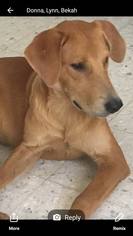 Golden Labrador Dogs for adoption in Pawtucket, RI, USA